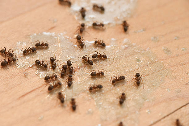  Rayville, LA Pest Control Pros