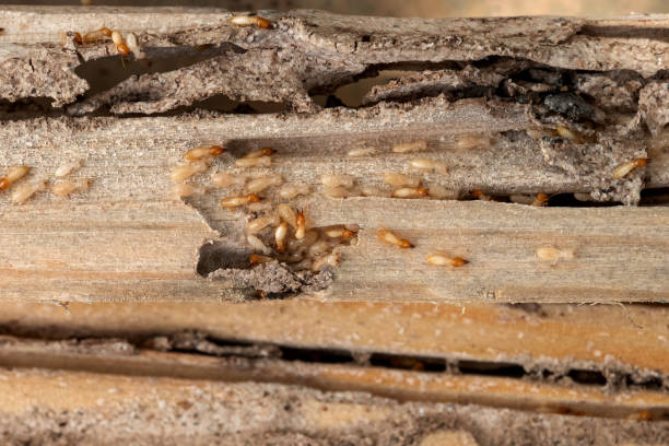 Best Pest Control for Restaurants  in Rayville, LA